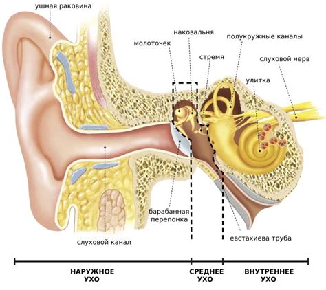 Ушная раковина - строение и функции